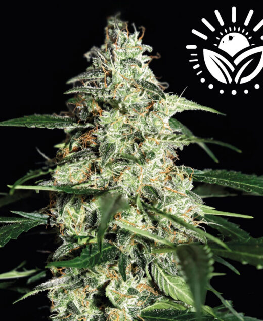 Skunk Autoflowering combines classic Skunk genetics with Kazakhstani Ruderalis, resulting in a robust, medium-tall plant with thick, dark leaves and an earthy, sweet caramelized flavor. Visit www.sunleafthailand.com