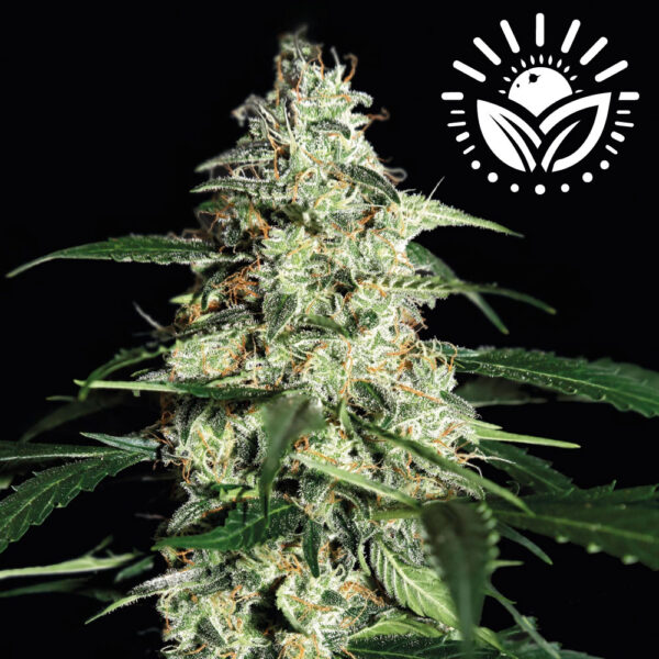 Skunk Autoflowering combines classic Skunk genetics with Kazakhstani Ruderalis, resulting in a robust, medium-tall plant with thick, dark leaves and an earthy, sweet caramelized flavor. Visit www.sunleafthailand.com