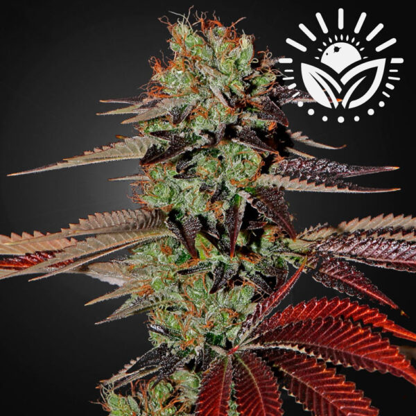 Introducing King's Kush Auto, an autoflowering hybrid of OG Kush and Grape. With 20% THC, it delivers a potent Indica effect and rich, lemony flavor. Compact and high-yielding, it's ideal for flavorful, powerful relaxation. Visit www.sunleafthailand.com