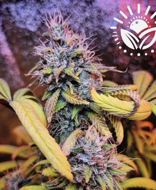 Bubba Kush, a potent indica strain from the Hindu Kush mountains, offers deep relaxation and pain relief. Its sweet, earthy flavors and rich aroma appeal to recreational and medical users, especially for stress and anxiety relief. Visit www.sunleafthailand.com