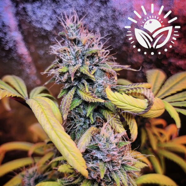 Bubba Kush, a potent indica strain from the Hindu Kush mountains, offers deep relaxation and pain relief. Its sweet, earthy flavors and rich aroma appeal to recreational and medical users, especially for stress and anxiety relief. Visit www.sunleafthailand.com