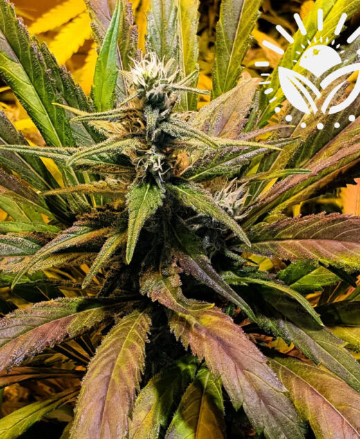 Experience the Cafe Racer Strain, where bold skunk aroma meets a blend of sweet berries, earthy undertones, and a spicy finish. Dense, resin-coated buds with bright orange pistils complete this visually stunning strain. Visit www.sunleafthailand.com