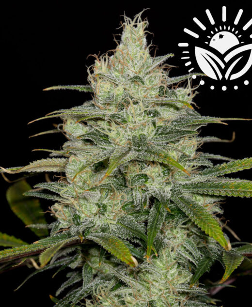 Cheese, or "Dinafem Cheese," is a celebrated indica-dominant hybrid from the U.K., known for its sharp, sour aroma. Blending Skunk #1 with Afghani genetics, it offers a relaxing and euphoric experience. Visit www.sunleafthailand.com