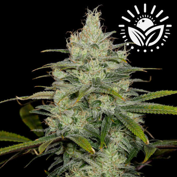 Cheese, or "Dinafem Cheese," is a celebrated indica-dominant hybrid from the U.K., known for its sharp, sour aroma. Blending Skunk #1 with Afghani genetics, it offers a relaxing and euphoric experience. Visit www.sunleafthailand.com