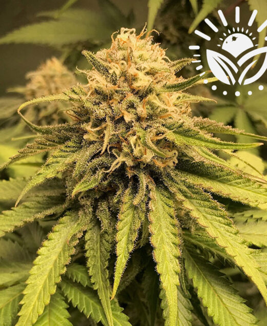 The Chemical Bride strain combines Chemdog and Wedding Cake genetics, producing dense buds with glittering trichomes. Its complex aroma blends creamy, sour, and gassy notes, finishing with subtle earthiness, ideal for connoisseurs. Visit www.sunleafthailand.com