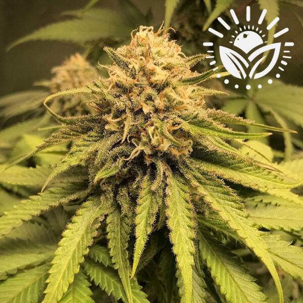 The Chemical Bride strain combines Chemdog and Wedding Cake genetics, producing dense buds with glittering trichomes. Its complex aroma blends creamy, sour, and gassy notes, finishing with subtle earthiness, ideal for connoisseurs. Visit www.sunleafthailand.com