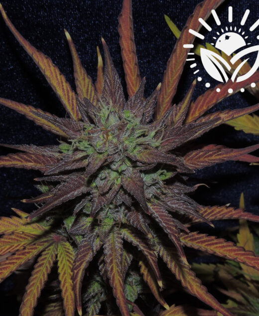 Dark Phoenix merges Trainwreck and Jack Herer strains, offering medicinal benefits like pain relief and appetite stimulation. This hybrid combines dense, resinous buds, aromatic flavors, and vibrant colors, with manageable growth indoors and a dynamic flavor profile. Visit www.sunleafthailand.com