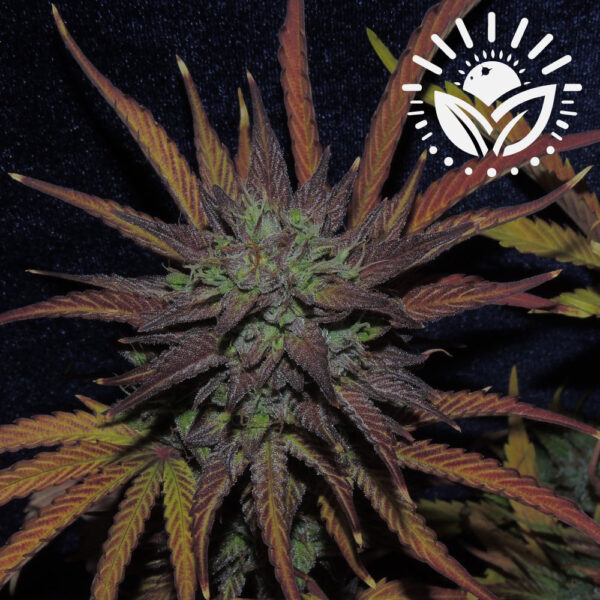 Dark Phoenix merges Trainwreck and Jack Herer strains, offering medicinal benefits like pain relief and appetite stimulation. This hybrid combines dense, resinous buds, aromatic flavors, and vibrant colors, with manageable growth indoors and a dynamic flavor profile. Visit www.sunleafthailand.com