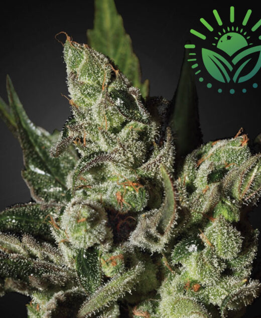 Exodus Cheese, a legendary UK strain from Skunk #1, is famous for its strong cheese-like aroma and potent effects. Once clone-only, GHS now offers this iconic strain in seed form for global enthusiasts. Visit www.sunleafthailand.com