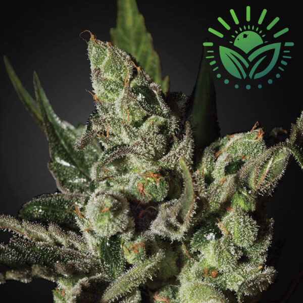 Exodus Cheese, a legendary UK strain from Skunk #1, is famous for its strong cheese-like aroma and potent effects. Once clone-only, GHS now offers this iconic strain in seed form for global enthusiasts. Visit www.sunleafthailand.com