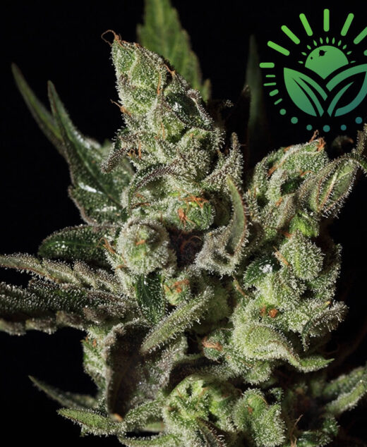 Exodus Cheese Auto is an Indica-dominant strain known for its cheese-like aroma, quick 9-week flowering, and up to 500 g/m² yields. With 20% THC, it delivers a balanced, energizing, and relaxing high. Visit www.sunleafthailand.com