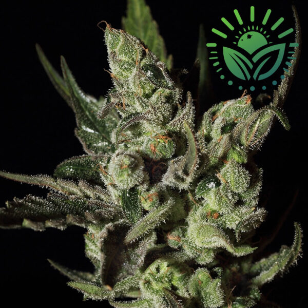 Exodus Cheese Auto is an Indica-dominant strain known for its cheese-like aroma, quick 9-week flowering, and up to 500 g/m² yields. With 20% THC, it delivers a balanced, energizing, and relaxing high. Visit www.sunleafthailand.com