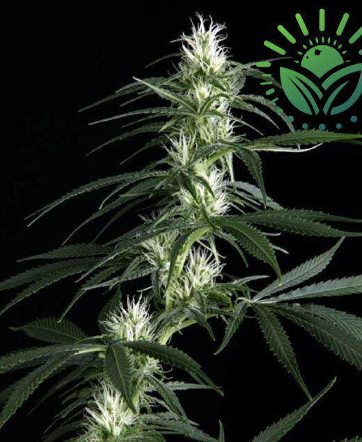 Hawaiian Snow is a potent, award-winning strain with 23% THC, offering a gradual, uplifting high. Ideal for Low Stress Training, it produces dense buds in 12 weeks, with a rich Haze aroma and high yields. Visit www.sunleafthailand.com