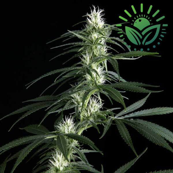 Hawaiian Snow is a potent, award-winning strain with 23% THC, offering a gradual, uplifting high. Ideal for Low Stress Training, it produces dense buds in 12 weeks, with a rich Haze aroma and high yields. Visit www.sunleafthailand.com