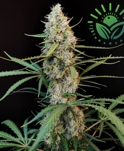 Honoring Cannabis activist Jack Herer, this iconic strain, celebrated in High Times Cannabis Cups, features a tall, Christmas tree structure with resin-coated colas. Its complex, woody-pine aroma and potent effects make it a staple in Amsterdam and the USA. Visit www.sunleafthailand.com