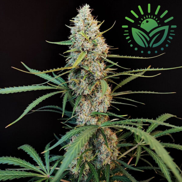 Honoring Cannabis activist Jack Herer, this iconic strain, celebrated in High Times Cannabis Cups, features a tall, Christmas tree structure with resin-coated colas. Its complex, woody-pine aroma and potent effects make it a staple in Amsterdam and the USA. Visit www.sunleafthailand.com