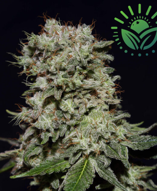 Kalashnikova, a hybrid of White Widow and AK-47, offers easy cultivation, medium-strong body effects, and herbal flavors. Expect high yields indoors and outdoors with its compact, dense structure. Ideal for pain relief without heavy mental impact. Visit www.sunleafthailand.com