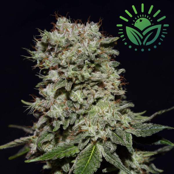 Kalashnikova, a hybrid of White Widow and AK-47, offers easy cultivation, medium-strong body effects, and herbal flavors. Expect high yields indoors and outdoors with its compact, dense structure. Ideal for pain relief without heavy mental impact. Visit www.sunleafthailand.com