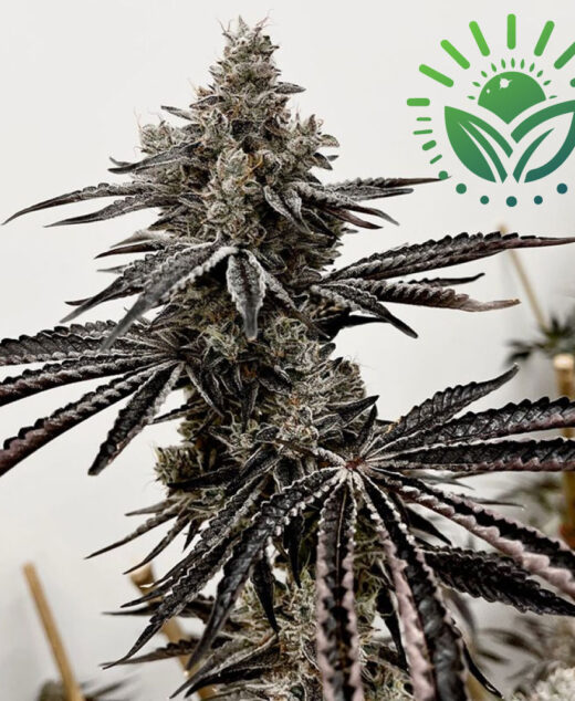 Lusty Lady is a premium indica/sativa hybrid known for its THC-dominant profile and frosty trichomes. Bahama Mama offers vibrant, citrus-cookie flavors, while Red Runtz boasts stunning red buds and a sour caramel aroma. Visit www.sunleafthailand.com