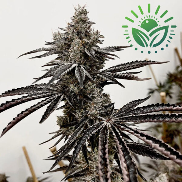 Lusty Lady is a premium indica/sativa hybrid known for its THC-dominant profile and frosty trichomes. Bahama Mama offers vibrant, citrus-cookie flavors, while Red Runtz boasts stunning red buds and a sour caramel aroma. Visit www.sunleafthailand.com