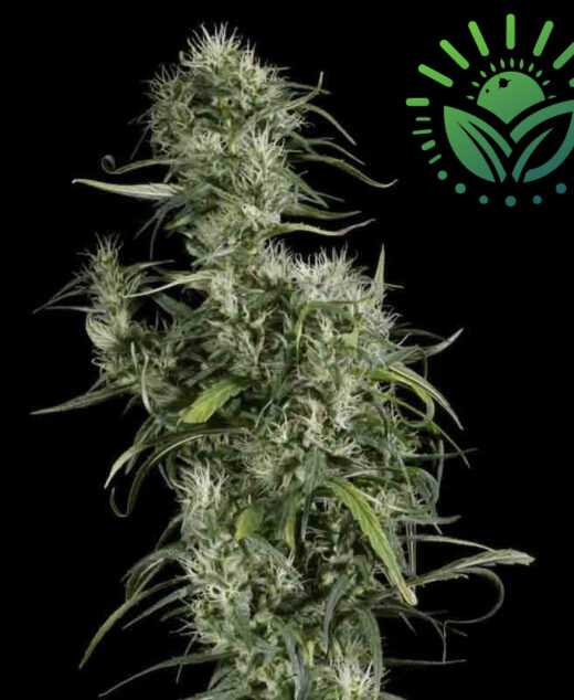 For a powerful cerebral high, Neville's Haze is a nearly pure Sativa strain that offers stimulating, euphoric effects. Though it requires patience to grow, its potent buds help manage anxiety and depression effectively. Visit www.sunleafthailand.com