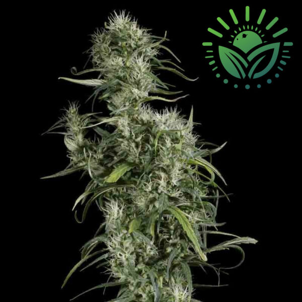 For a powerful cerebral high, Neville's Haze is a nearly pure Sativa strain that offers stimulating, euphoric effects. Though it requires patience to grow, its potent buds help manage anxiety and depression effectively. Visit www.sunleafthailand.com