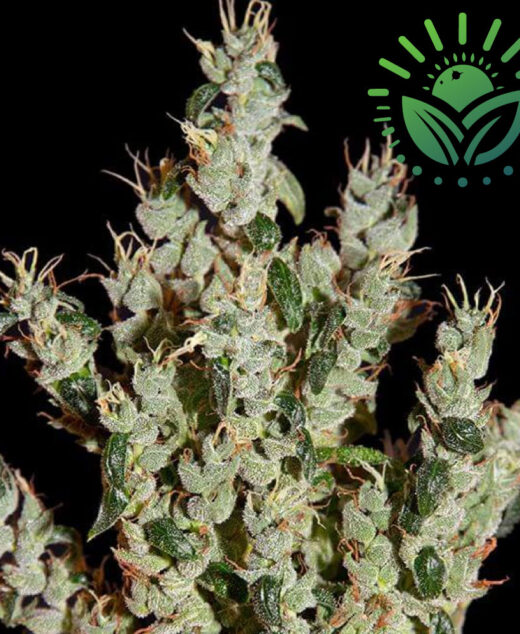 NL5 Haze Mist combines NL5 with Haze, Skunk, and Kali Mist, offering tall, robust growth and a unique sandalwood aroma. Ideal for hydroponics or outdoor cultivation, it matures in 11 weeks with a trippy, soothing effect. Visit www.sunleafthailand.com