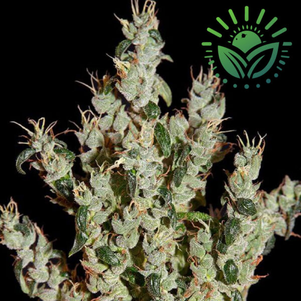 NL5 Haze Mist combines NL5 with Haze, Skunk, and Kali Mist, offering tall, robust growth and a unique sandalwood aroma. Ideal for hydroponics or outdoor cultivation, it matures in 11 weeks with a trippy, soothing effect. Visit www.sunleafthailand.com