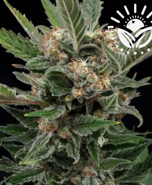 Royal Gorilla, a top U.S. strain now popular in Europe, is renowned for its potent therapeutic effects on chronic pain. Created accidentally by breeders Joesy Whales and Lone Watie, it offers relaxing, high-quality buds with a unique earthy-sweet aroma. Visit www.sunleafthailand.com