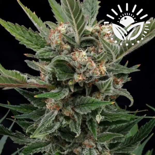 Royal Gorilla, a top U.S. strain now popular in Europe, is renowned for its potent therapeutic effects on chronic pain. Created accidentally by breeders Joesy Whales and Lone Watie, it offers relaxing, high-quality buds with a unique earthy-sweet aroma. Visit www.sunleafthailand.com