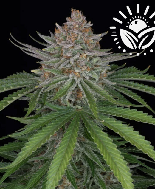 Experience the rich aroma and vibrant colors of Strawberry Pie Auto, a 26% THC strain. Perfect for both indoor and outdoor growth, it offers substantial yields, balanced relaxation, and exceptional resin production for concentrates. Visit www.sunleafthailand.com