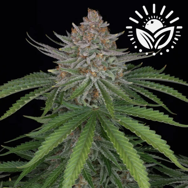 Experience the rich aroma and vibrant colors of Strawberry Pie Auto, a 26% THC strain. Perfect for both indoor and outdoor growth, it offers substantial yields, balanced relaxation, and exceptional resin production for concentrates. Visit www.sunleafthailand.com