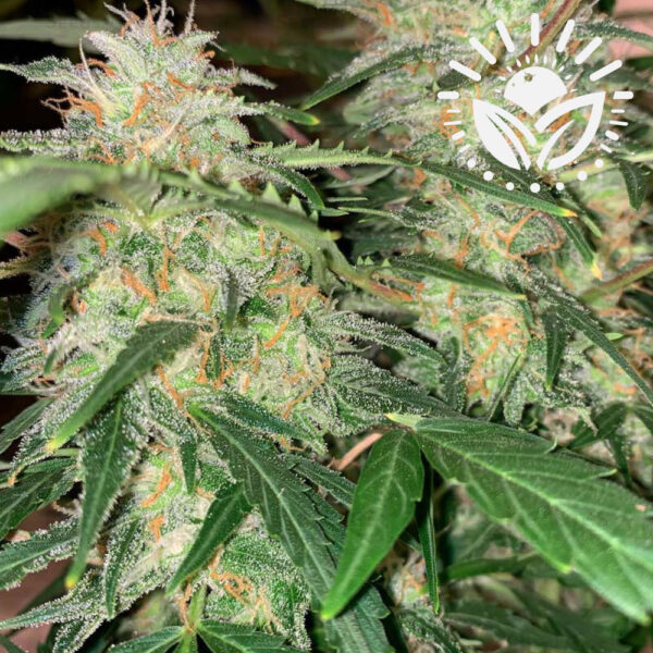 Discover Super Critical Auto, a robust cross of Big Bud, Skunk, White Widow, and Ruderalis. Fast-growing with high yields, this strain offers powerful Indica effects and unique flavors. Resilient and ideal for balanced relaxation. Visit www.sunleafthailand.com