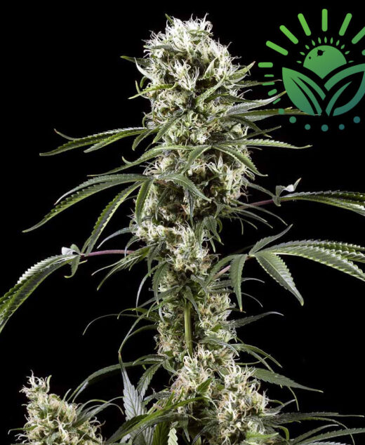 Super Lemon Haze is a top-tier, award-winning hybrid with a superb lemon-citrus flavor. It grows tall with Sativa-like traits, thrives indoors or outdoors, and offers dense, potent buds with a high calyx-to-leaf ratio. Visit www.sunleafthailand.com