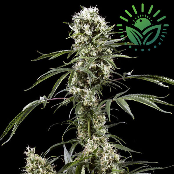 Super Lemon Haze is a top-tier, award-winning hybrid with a superb lemon-citrus flavor. It grows tall with Sativa-like traits, thrives indoors or outdoors, and offers dense, potent buds with a high calyx-to-leaf ratio. Visit www.sunleafthailand.com