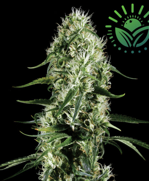 Super Silver Haze, a legendary Sativa strain, blends Skunk, Northern Lights, and Haze genetics for vibrant growth and large resinous buds. It offers a complex piney flavor with intense, long-lasting effects, ideal for creativity. Visit www.sunleafthailand.com