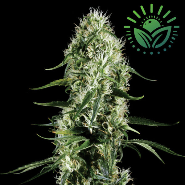 Super Silver Haze, a legendary Sativa strain, blends Skunk, Northern Lights, and Haze genetics for vibrant growth and large resinous buds. It offers a complex piney flavor with intense, long-lasting effects, ideal for creativity. Visit www.sunleafthailand.com