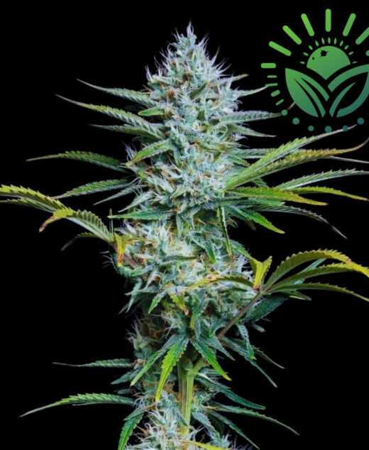 White Widow is prized for its therapeutic benefits, particularly in managing pain and illness. Ideal for indoor S.O.G. methods, it’s space-efficient with a sharp aroma and sweet, acidic flavor. Best sown early spring outdoors. Visit www.sunleafthailand.com