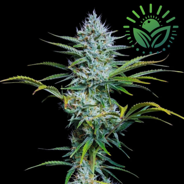 White Widow is prized for its therapeutic benefits, particularly in managing pain and illness. Ideal for indoor S.O.G. methods, it’s space-efficient with a sharp aroma and sweet, acidic flavor. Best sown early spring outdoors. Visit www.sunleafthailand.com