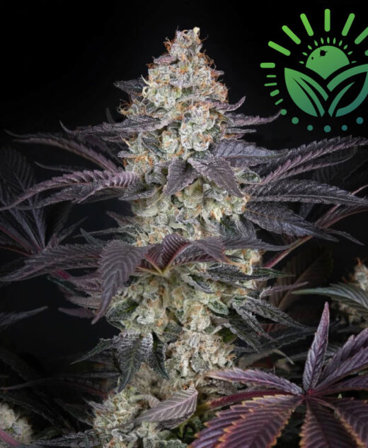 Introducing Ztrawberry, a potent hybrid of AMS and Runtz. This resilient strain blends robust growth with fruity sweetness, featuring sticky trichomes and a complex aroma, delivering both immediate relaxation and a lasting cerebral buzz. Visit www.sunleafthailand.com