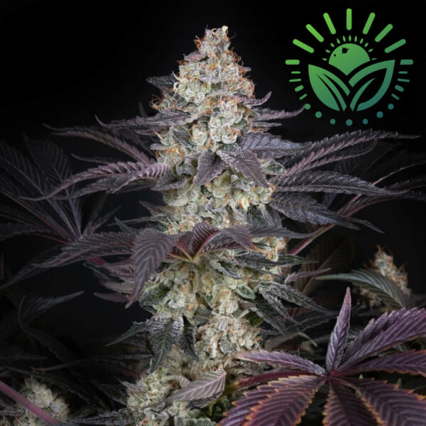 Introducing Ztrawberry, a potent hybrid of AMS and Runtz. This resilient strain blends robust growth with fruity sweetness, featuring sticky trichomes and a complex aroma, delivering both immediate relaxation and a lasting cerebral buzz. Visit www.sunleafthailand.com