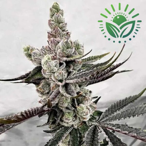 Mother: Drip Station Reversal: Grape Jubilee Pack Size: 6-Seeds Visit: www.sunleafthailand.com