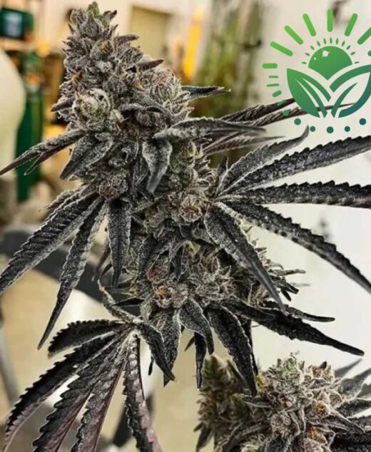 Mother: Pacoima Kush Reversal: Red Runtz Sex: Feminized Pack Size: 6-Seeds Visit: www.sunleafthailand.com