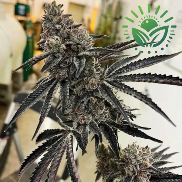 Mother: Pacoima Kush Reversal: Red Runtz Sex: Feminized Pack Size: 6-Seeds Visit: www.sunleafthailand.com